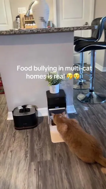 This RFID automatic cat feeder only opens for the cat wearing the registered collar, so food thieves can’t sneak in anymore. Each cat eats their own portion — finally. Perfect for multi-cat households, picky eaters, and cats that eat too fast. I’m using the Petlibro RFID feeder, and it’s been a game changer for peaceful mealtimes. Tip: add to cart to activate coupons — holiday pricing won’t last long.