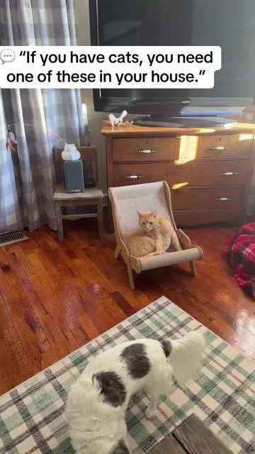 Porch Kitty enjoying his throne 👑 This sisal lounge chair doubles as a scratcher AND a bed so my furniture survives 😅 No wonder Georgia Peach’s went viral… they’re obsessed. Linked here 🐾   #C#CozyHomeP#PetFriendlyHomeS#SpoiledCatsC#CatLifeViralFinds