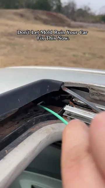 #tiktokshopblackfriday #tiktokshopcreatorpicks #tiktokshopcybermonday #mold #carhacks