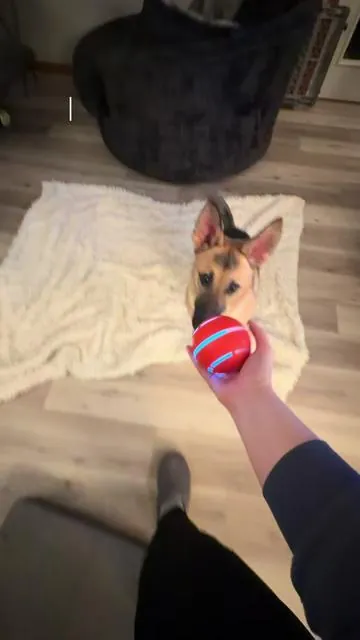 If you have a high-energy dog, you know the struggle 😅 I’m always looking for things that actually keep her busy, and this one caught her completely off guard. I’ve never seen her this locked in… and then completely exhausted. Safe to say she met her match. It’s linked if you’re curious. #dog #dogsoftiktok #puppy #puppytiktok #highenergydog 