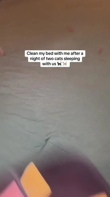 #TikTokShopCreatorPicks #cats #pethairremoval #pets #dogs 