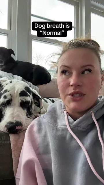 If your dog has “dog breath” keep watching. 🐶🤢 #dogbreath #dogdental #doghealthtips #dogteeth #tiktokshopcreatorpicks 