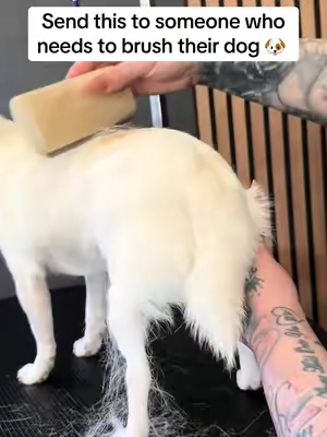 10/10 🏆 I don’t hype up tools unless they actually work! #huskylife #PetsOfTikTok #chiuhuahuasoftiktok #petowner #dogsoftiktok 