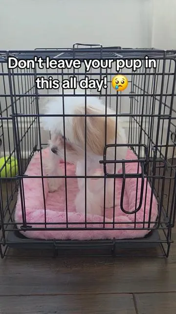 Peach is so much happier in her little bedroom! 🥰 . . #puppy #puppypen #dogsoftiktok 
