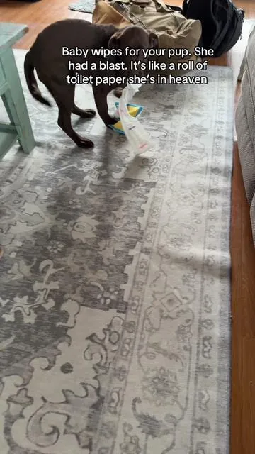 #labradorretriever #puppytoys #babywipes 