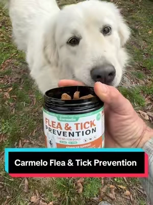 Flea and Tick Season is Right Around the Corner!  Carmelie Flea & Tick Prevention Support Chews for Dogs #fleaandtickprevention, #dogsupplements, #carmelie, #tiktokshopstockup, #tiktokshopcreadorpicks @Carmelie Store