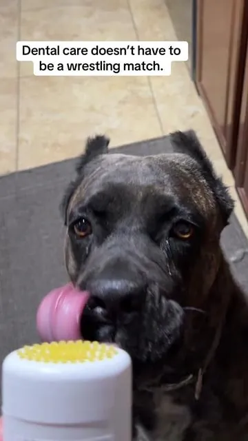 Twist. Lick. Cleaner teeth. 🦷✨ This dental gel makes oral care actually doable—no toothbrush battle required. #DogMomLife #petmusthaves #PetTok 