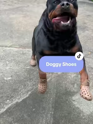Replying to @Winniebear big doggy shoes 🐶 protect those paws 🐾 #pawprotection #dogshoes #dogaccessories #tiktokshopstockup #tiktokshopcreatorpicks 