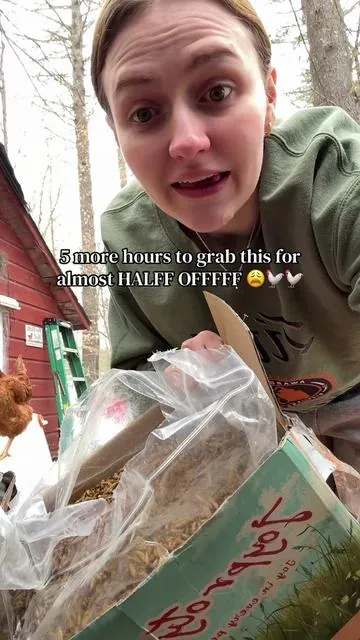 and dont say i aint tell ya 😩😩😩‼️‼️🐓 #fyp #chickencoop #chickenmusthaves #chickencoopneeds #chickencooponabudget 
