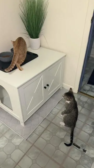 Stop I love this!! Elegant and super functional for my SUPER messy boys!!  #fyp #catlitterbox #catlitterboxfurniture #catsoftiktok #cats 
