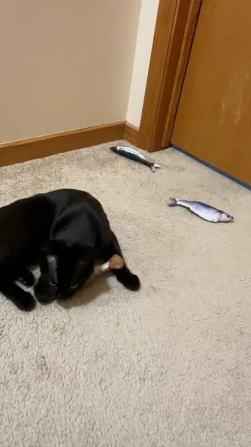 Go fish! #cattoy #catmom #catsoftiktok 