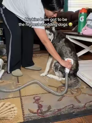 Nobody can convince me otherwise. So satisfying #tiktokshopstockup #doggroominglife #doggroomingtips #petgroomingvacuum #groomingdog 