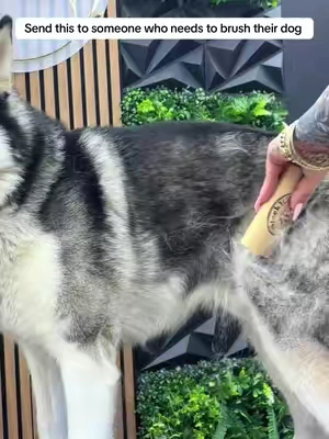 I only hype up tools that actually work, and this is my go to every single time 🏆 #fypシ #petlover #dogsoftiktok #dogs #petlover 