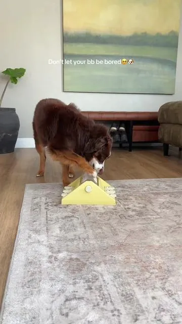 My dog loves her dog puzzle for mental enrichment so she doesn’t get bored #dogpuzzle #dogmentalenrichment #mentalstimulationfordogs #dogmom 