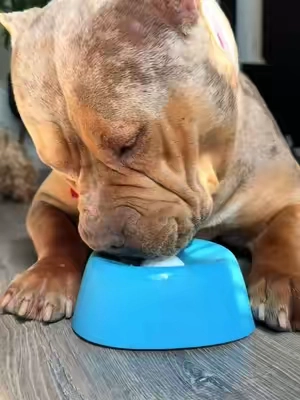 She loves this so much #dogenrichment #dogsoftiktok #dogmomlife #dogmomlife #PetsOfTikTok 