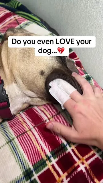 Dogs need their owners to CARE for them❤️ #fyp #dog #dogdental #petdental #petdental 