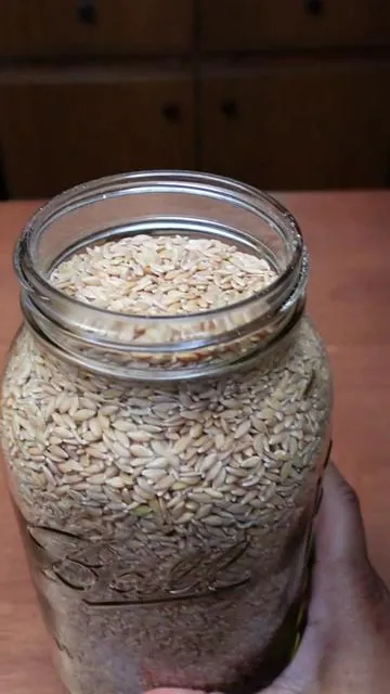 Modern wheat and ancient wheat are not the same and understanding that difference changes how we look at bread or any baked goods entirely. Over time, wheat was selectively bred for higher yields, faster growth, and commercial baking performance. The result is a grain structurally very different from what humans originally cultivated and consumed for thousands of years. Einkorn remains one of the few grains that still carries its original genetic simplicity, untouched by extensive hybridization. That simpler structure influences everything, from flavor and texture to how dough behaves and how the body processes it. But the grain itself is only part of the story. Flour begins losing vitality the moment it’s milled. Exposure to air slowly oxidizes delicate natural oils and reduces nutritional integrity over time. Fresh milling preserves the entire grain: the bran, the germ, and the naturally occurring compounds that give flour its true aroma, depth, and nourishment. The difference is noticeable not just nutritionally, but sensorially: richer flavor, better fermentation activity, and a more dynamic dough. Historically, flour wasn’t designed for long shelf life. It was milled as needed, used fresh, and respected as a living food rather than a stabilized product. When you start with an intact grain and mill it yourself, you reconnect with that process. Understanding grain beyond ingredients and returning to a more intentional way of baking and cooking. Because when you control the grain, you control the quality, the freshness, and ultimately the experience of the food itself. #ancientgrains #einkorn #vevorgrainmill #regenerativegrains 