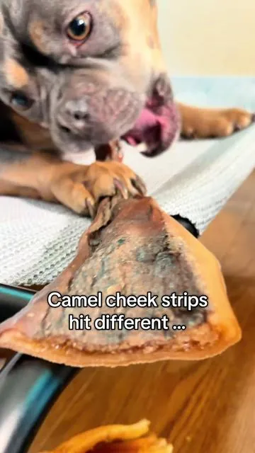 Turn your volume up 🎧 She said do not disturb, just chew 🐪  @Wild Wolf Bully Sticks 