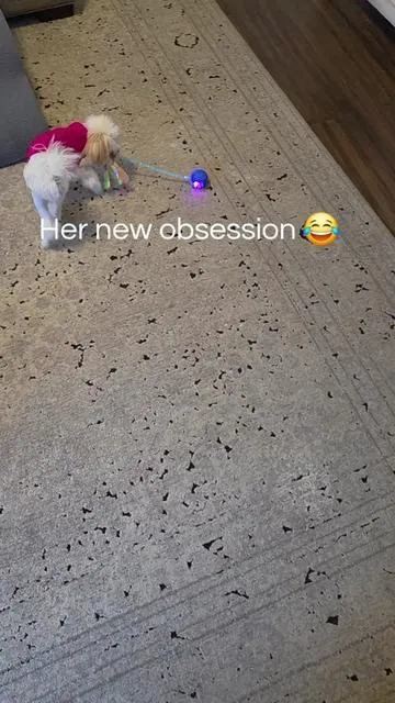 This is the best $10 I've ever spent. 😂 It's in the orange cart. 👆 . . #funnydog #dogsoftiktok #puppy #dogtoy 