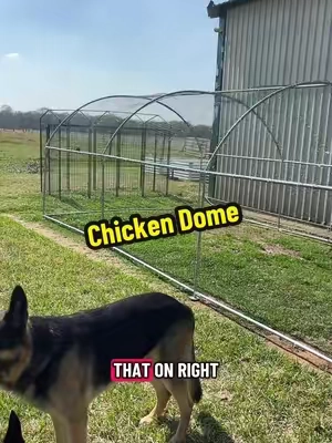 Chicken Dome for your chickens to enjoy some yard time without escaping #chickentok #chickencoop #chickenyard #freerangechickens #homestead @AECOJOY 
