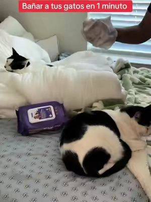 #cat 