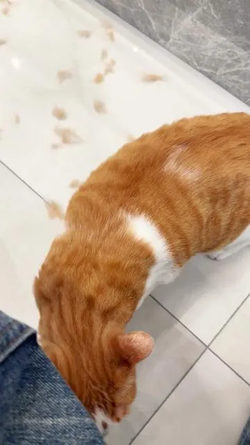 If you have cats or dogs this robot vacuum is a must-have! 🤖🧹 #eufy #omnic28 #robotvacuum #vacuum #cleantok 
