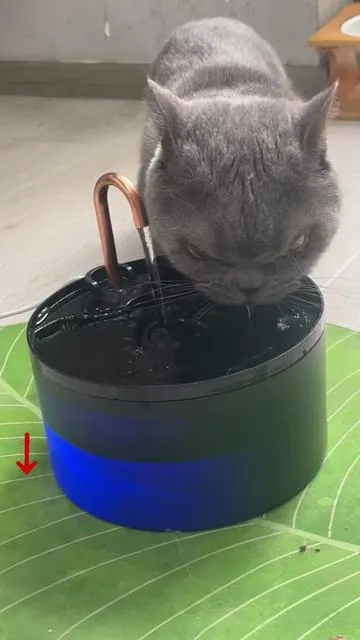 Mimi love flowing water ⛲️😼💦💕#catwaterfountain #waterfountain #cutecat #drinkingwater #springfashion 