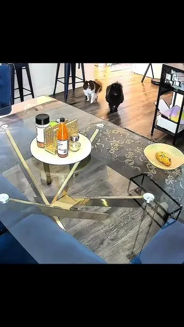 Instalé una cámara por seguridad… y terminé descubriendo esto 😭🐶 . #camarasdeseguridad  #securitycamera #perros  #tiktokfinds #enespañol 