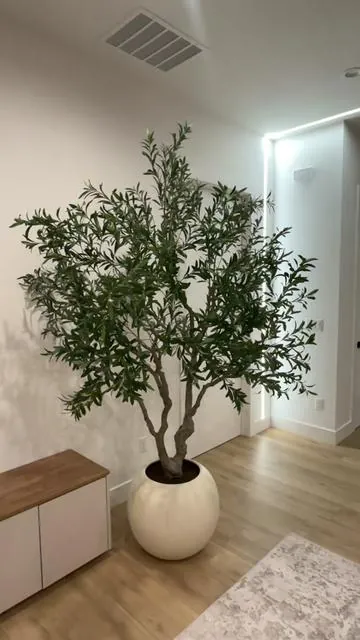 Limited stock!! #homedecor #olive tree