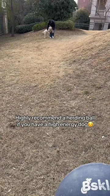 Buy one for your dog,you won’t regret it.#dog #dogtoy #herdingball #highenergydog #dogball 