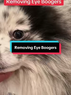🦠Cleaning your dogs eyes can help prevent bacteria infections!🦠🐶🥰@PETHROOM Global #dogparents #petessentials #doggrooming #dogcomb #TikTokShopStockUp 