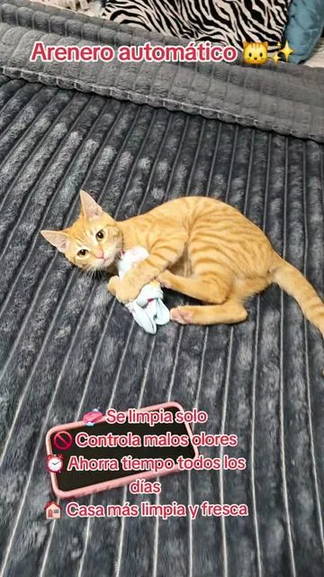 #popular #gatos #viral #todos 