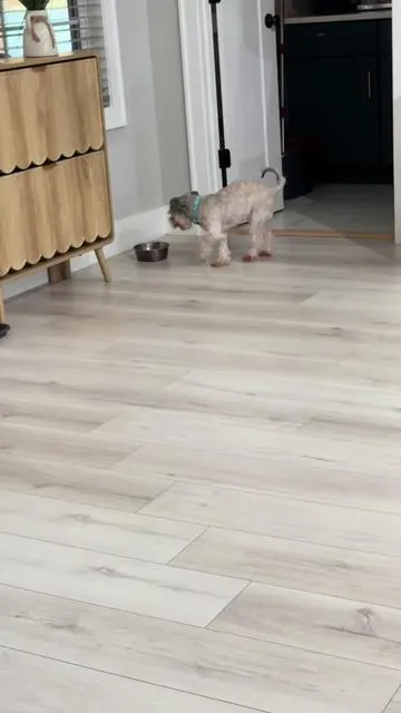Fuente para perritos y gatos #perros #gatos #dogsoftiktok #tiktokshop 