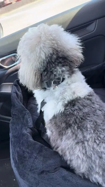 POV: Your dog has the BEST day at the park… but your car didn’t 😂 This waterless diffuser keeps your car and home smelling fresh in seconds. Pet parents NEED this. #tiktokshop #fyp #dogsoftiktok #shihtzu 