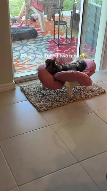 Welp. The cats don’t like sharing so I have to go get two more 😂😂 #catbed #cattok #catsoftiktok #catlover #petbed 