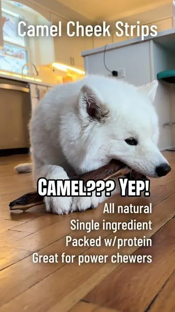These Camel Cheek Strips are 10-12 inches of long-lasting, single ingredient goodness. Made from 100% all-natural camel - that's it. If you have a power chewer, a bored pup, or just want something that keeps them busy... this is it. My dogs are OBSESSED and love knowing I'm giving them a clean, simple treat. Tap the link and grab a few before they're gone. #powerchewer #dogtreats #aggressivechewer #dogmusthaves #healthytreats @Wild Wolf Bully Sticks 