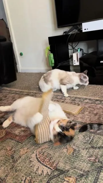 I love the rabbit kicks 😸 #cats #catsoftiktok #catlover #cattok #PetsOfTikTok 