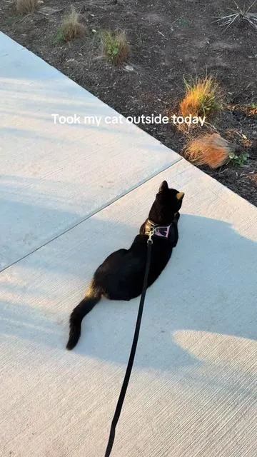 She loved it😭🥲 We WILL be doing this more #fyp #cat #catsofttiktok #pets #harleythevoid 