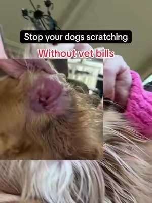 My dog had the worst allergies. Scratch Buddy stopped his suffering!! 