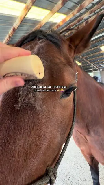 Y’all this is my fav. face brush #performancehorses  #horsetraining 