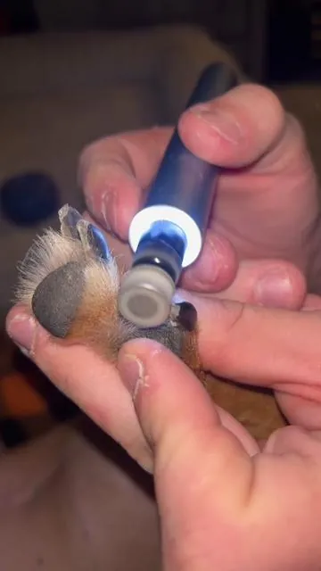 Trim nails without the stress 🐾 Whisper-quiet for happy pups! #DogNailGrinder #QuietGrooming #PetCare #fanttik #fanttiktools 