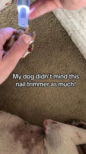This nail trimmer is great for all dogs! My dog finally let me cut his nails with this! Different size trimmers are included! Even had a light so  you can see what you’re doing! @Fanttik #nailtrimmer #dognailclipping #doggrooming #fanttiknewarrivals #fanttik 