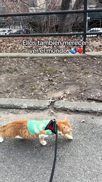 Quiero enseñarle el mundo a Simba. 🐾🌎 Porque mis mascotas no son solo mascotas… son mi familia y quiero vivir cada aventura con ellas. @DELOMO  #adventurecat #catlife #gatos #catonaleash #petlover 