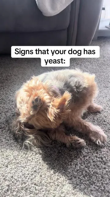 These are on sale right now and they really helped my dog!! #dogprobiotic #dogguthealth #dogyeast #dogyeastrelief 