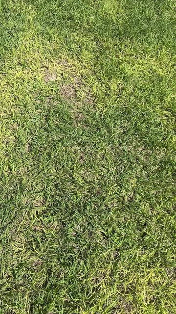 Convierte cualquier espacio exterior en una zona de descanso total con este columpio de 3 puestos que también se transforma en cama. Su diseño resistente con asiento acolchado y cojines brinda comodidad, mientras el toldo ajustable te protege del sol para disfrutar por más tiempo. Perfecto para relajarte, tomar una siesta o compartir en familia en tu patio, terraza o jardín. #outdoorliving #patioswingbed #backyardcomfort #Greenish #tiktokshopspringglowup 
