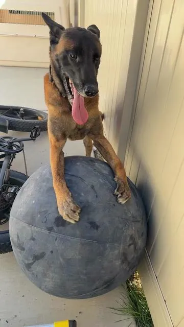 Big herding ball for dogs that keeps them running and mentally busy way longer than toys ever do. #dogherdingball #dogenrichment #smartdogtoys #workingdoglife #dogexercise 
