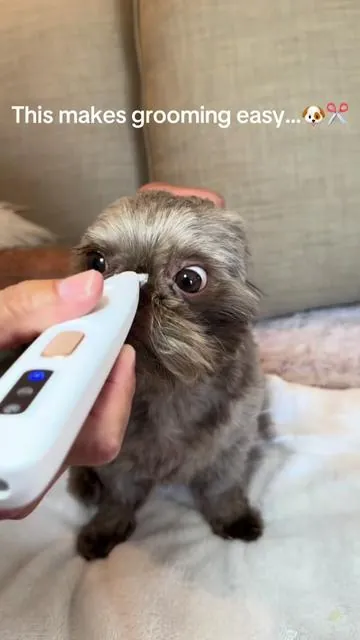This paw trimmer is small, safe and easy to use around the eyes, booty and paws. If we can do it you can do it. It’s linked if you want to check it out. #dogpawcare #petgroomingtips #doggrooming #trimmer 