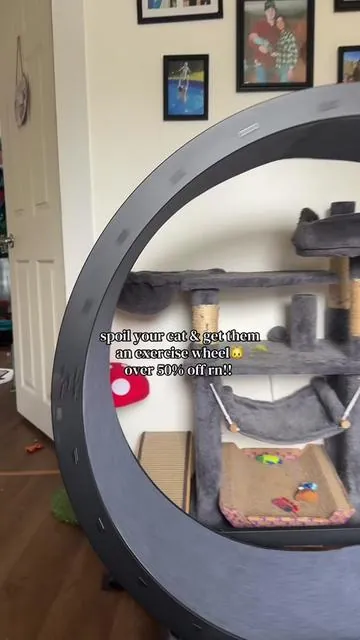 tiktok shop literally has everything🙃🐈‍⬛ love it #catsoftiktok #catexercise #catwheel #tiktokshopspringglowup #greenish @Comhoma Shop @Comhoma Furniture US 