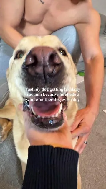 Just my dog and our Deshedding vacuum because our dog sheds another dog everyday! This at home grooming kit is saving our home one dog vacuum at a time 😅😅 #dogs  #tiktokshopcreatorpicks #tiktokshopspringglowup 