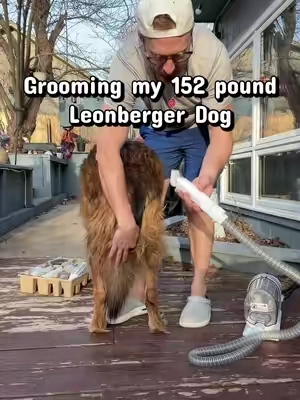 Pet hair problem solved → before summer shedding hits. Clean cuts without the hair everywhere. This is how pet owners groom smarter.  #petgroomingtools #dogshedding #petownersmusthave #bigdogs #TikTokShopSpringGlowUp 